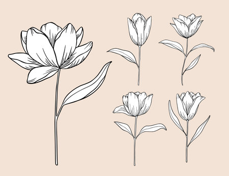 Set of hand drawn outline flower stems floral elements for wedding invitation, botanical-themed pattern, or greeting card. Vector illustration.のイラスト素材