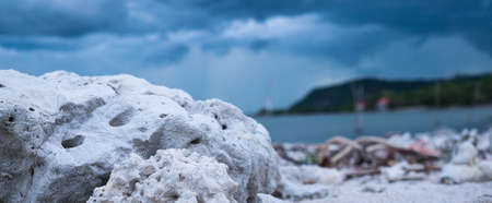 Coral closeup on a sandy beach before the rain in the eveningの写真素材