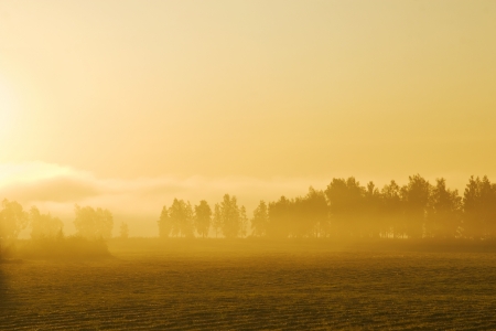 Misty yellow morningの写真素材