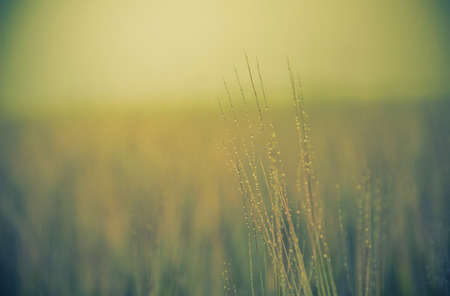 Beautiful nature background image vintage editing styleの写真素材