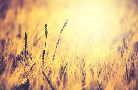 Beautiful nature background image vintage editing styleの写真素材