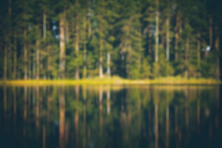 Abstract blurred forest backgroundの写真素材