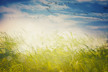 Abstract landscape migratory birds backgroundの写真素材