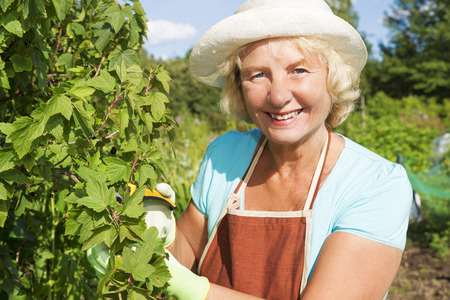 Smiling senior female gardener thinning currant bush at the garden looking at the cameraの写真素材