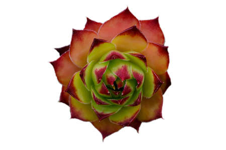 Isolated Sempervivum tectorum.の写真素材