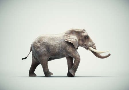 Elephant on a white background. This is a 3d render illustrationの写真素材