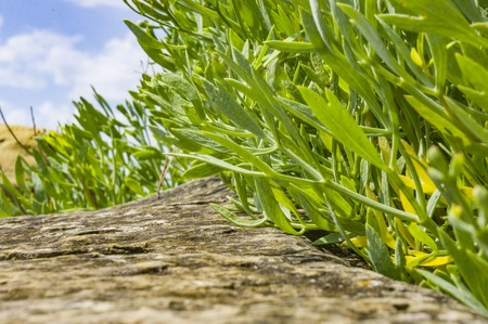 Plants are forced to destroy the rocks to survive in harsh conditions. backgroundの写真素材