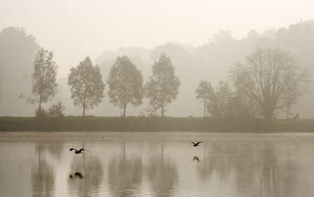 Two herons flying over pond in a misty morningの写真素材