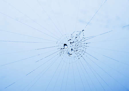 shiny dewdrops on a cobweb against an overcast sky; shallow DOFの写真素材