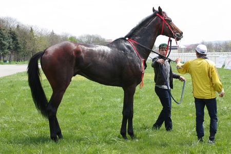 PYATIGORSK, RUSSIA - MAY 8:Bay stallion - Gazavat, winner of the prize of Victory Day.Trainer Shaptukaev and jockey Ulubaev.May 8; 2011, in Pyatigorsk, Caucasus, Russia.  のeditorial素材