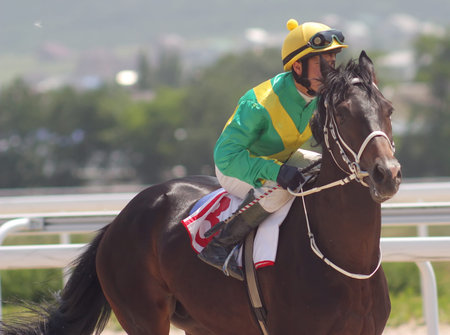 The jockey and arab stallion.Hippodrome in city Pyatigorsk,Caucasus,Russia.