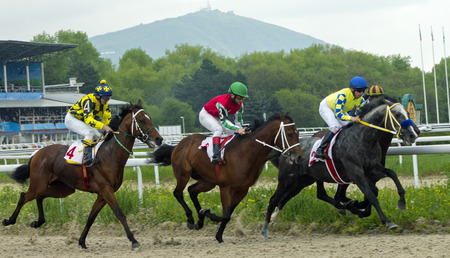 PYATIGORSK, RUSSIA - MAY 02,2016:Horse race for the traditional  prize Vesenni in Pyatigorsk,the largest in Russia on May 02.2016.のeditorial素材