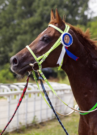Pyatigorsk,Russia - July 30,2017:The winner of the traditional prize Prohorova, arabian stallion Sandor,on a racetrack in Pyatigorsk - the oldest and the largest racecourses in Russia.のeditorial素材