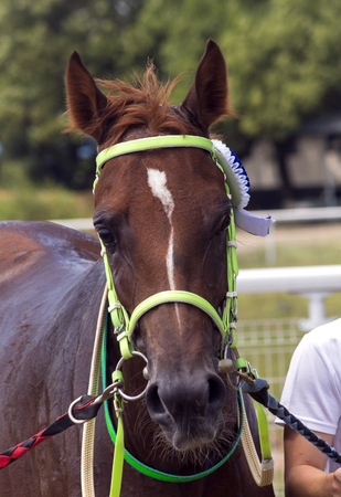 Pyatigorsk,Russia - July 30,2017:The winner of the traditional prize Prohorova, arabian stallion Sandor,on a racetrack in Pyatigorsk - the oldest and the largest racecourses in Russia.のeditorial素材