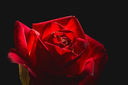 Big red rose on dark backgroundの写真素材