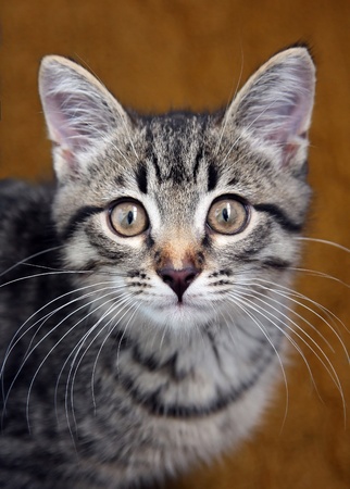 young striped kitten on a dark backgroundの写真素材