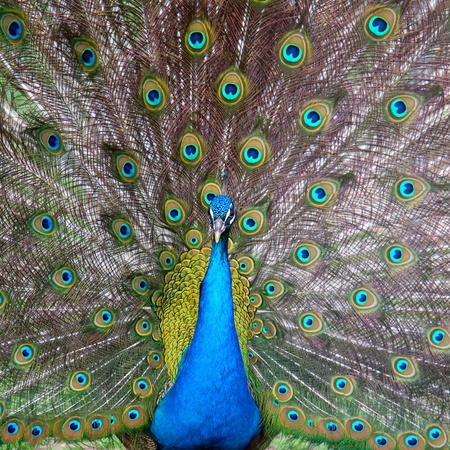 peacock with a tailの写真素材