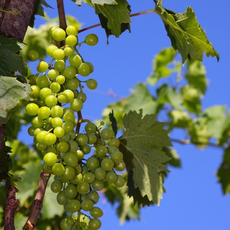 bunch of grapesの写真素材