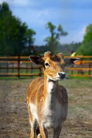 Photo of young deerの写真素材