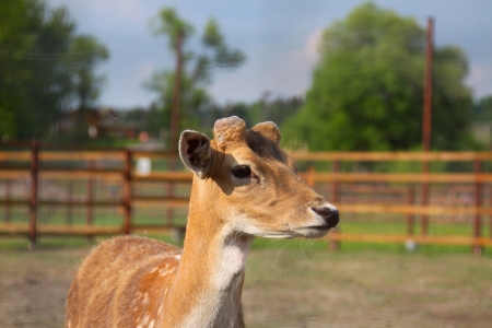 Photo of young deerの写真素材