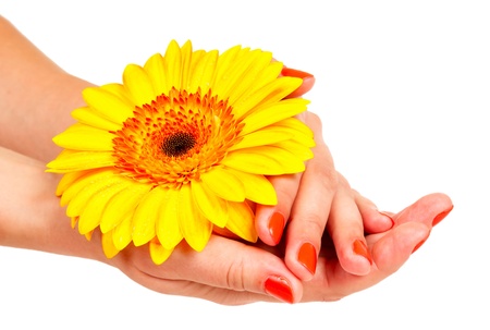 manicure on hands of a young woman and gerbera isolatedの写真素材