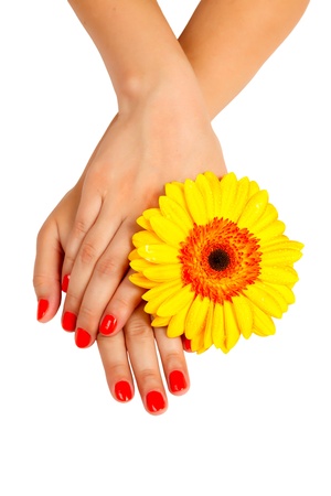 manicure on hands of a young woman and gerbera isolatedの写真素材