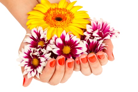 manicure on hands of a young woman and gerbera chrysanthemum isolatedの写真素材