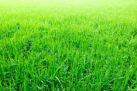 Green grass riceの写真素材