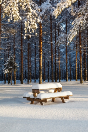 Winter pine forest and a table with benches under a layer of snowの写真素材