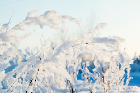 grass in frost on a background of blue skyの写真素材