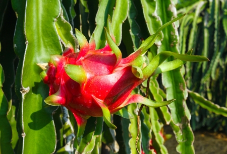 heart of a dragon fruit in the sunの写真素材