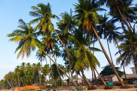beach, palm trees in the background of blue sky in Vietnamの写真素材