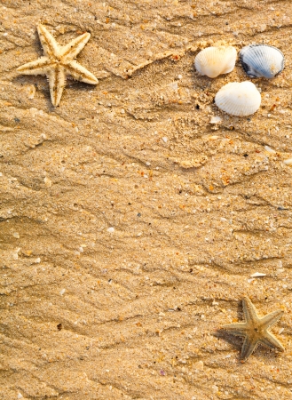 frame background of sand shells and starfishの写真素材