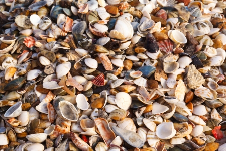background of sand shellsの写真素材
