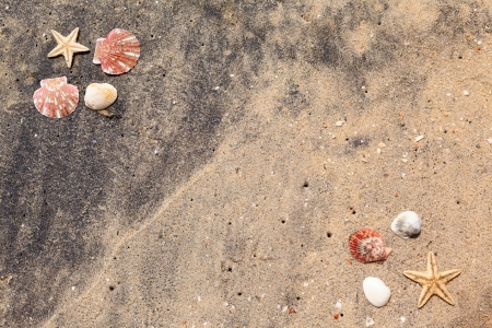 frame background of sand shells and starfishの写真素材