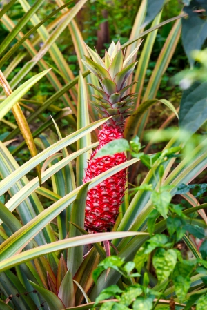 pineapple decoration in green foliageの写真素材