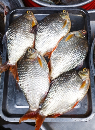 fresh fish rudd on a metal trayの写真素材