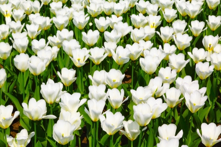 beautiful white tulip field in springの写真素材