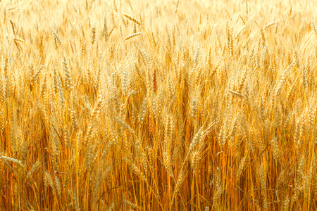yellow wheat ears on the field, backgroundの写真素材