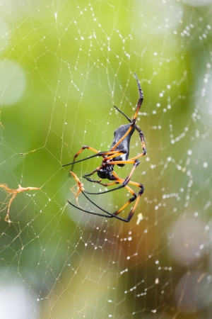 Palm spider after the rain. Seychelles 2013の写真素材