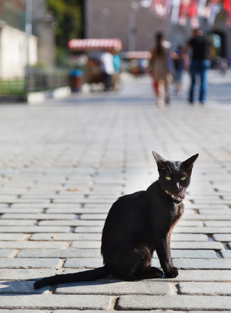 black cat with a bracelet on the pavement in Istanbulの写真素材