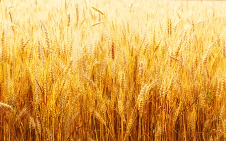 yellow wheat field close up in Russia in the summer on a sunny dayの写真素材