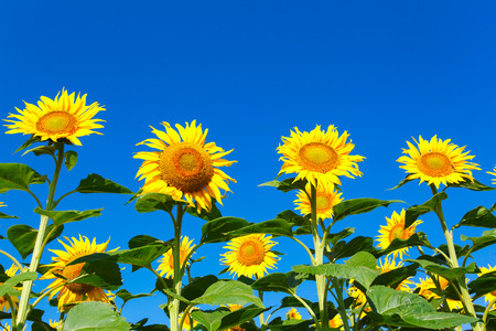 Beautiful landscape with sunflower field on background blue skyの写真素材