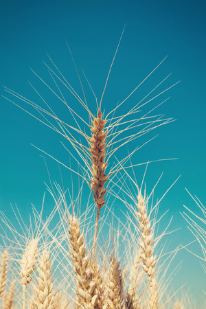 yellow wheat ears on the field on background blue skyの写真素材