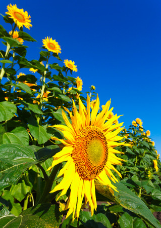 Beautiful landscape with sunflower field on background blue skyの写真素材