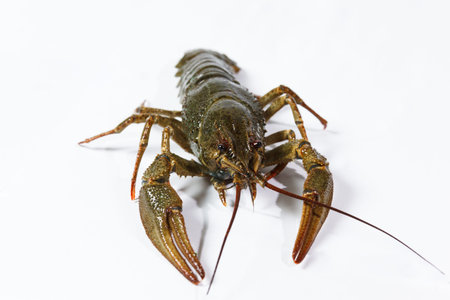 one live crayfish on a white background