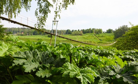 Pedestrian suspension bridge of steel and wood over the river and poisonous plant cow parsnip, summer in Russiaの写真素材