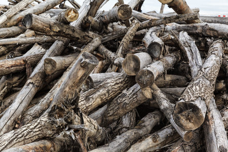 disorderly piled old firewood in the forest