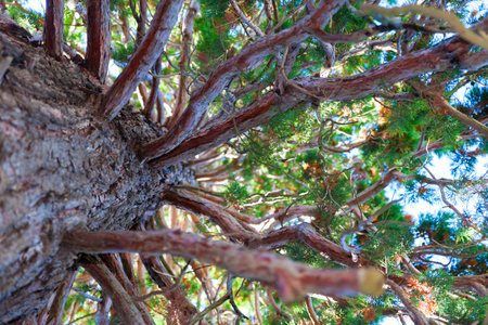 Bottom view of tall old pine trees in forest . Blue sky in background.
