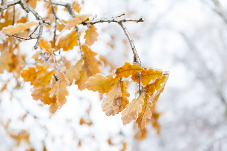 Branch with yellow oak leaves covered ice and snow after a icy rain. The sun shines through them.の写真素材